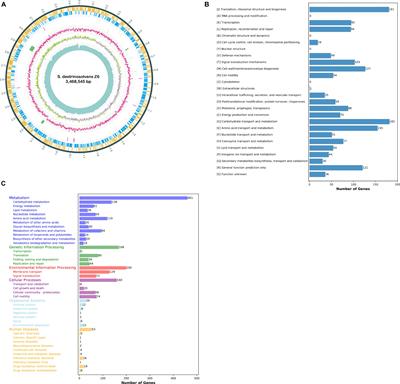 Complete Genome Sequencing and Transcriptome Analysis of Nitrogen Metabolism of Succinivibrio dextrinosolvens Strain Z6 Isolated From Dairy Cow Rumen